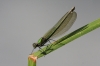IMG_7279 Calopteryx splendens female